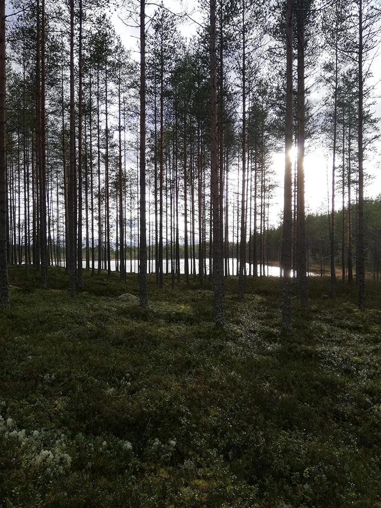 Metsa toimii hiilinieluna